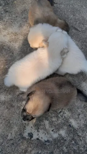 0-1 month Male Purebred Pomeranian