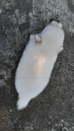 0-1 month Male Purebred Pomeranian