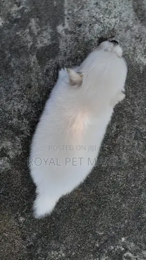 0-1 month Male Purebred Pomeranian