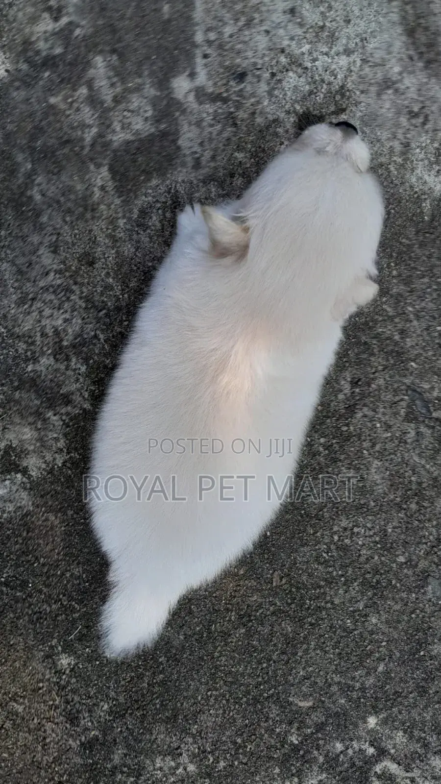 0-1 month Male Purebred Pomeranian