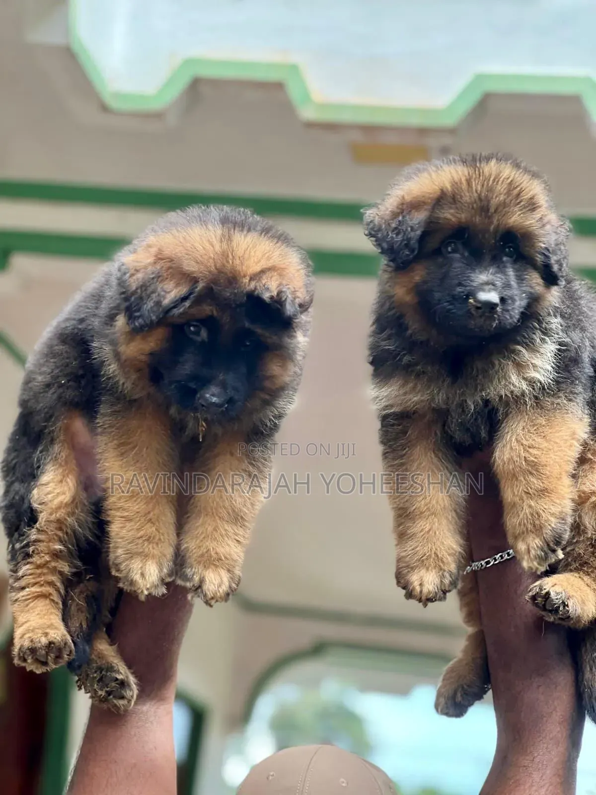 0-1 month Male Purebred German Shepherd