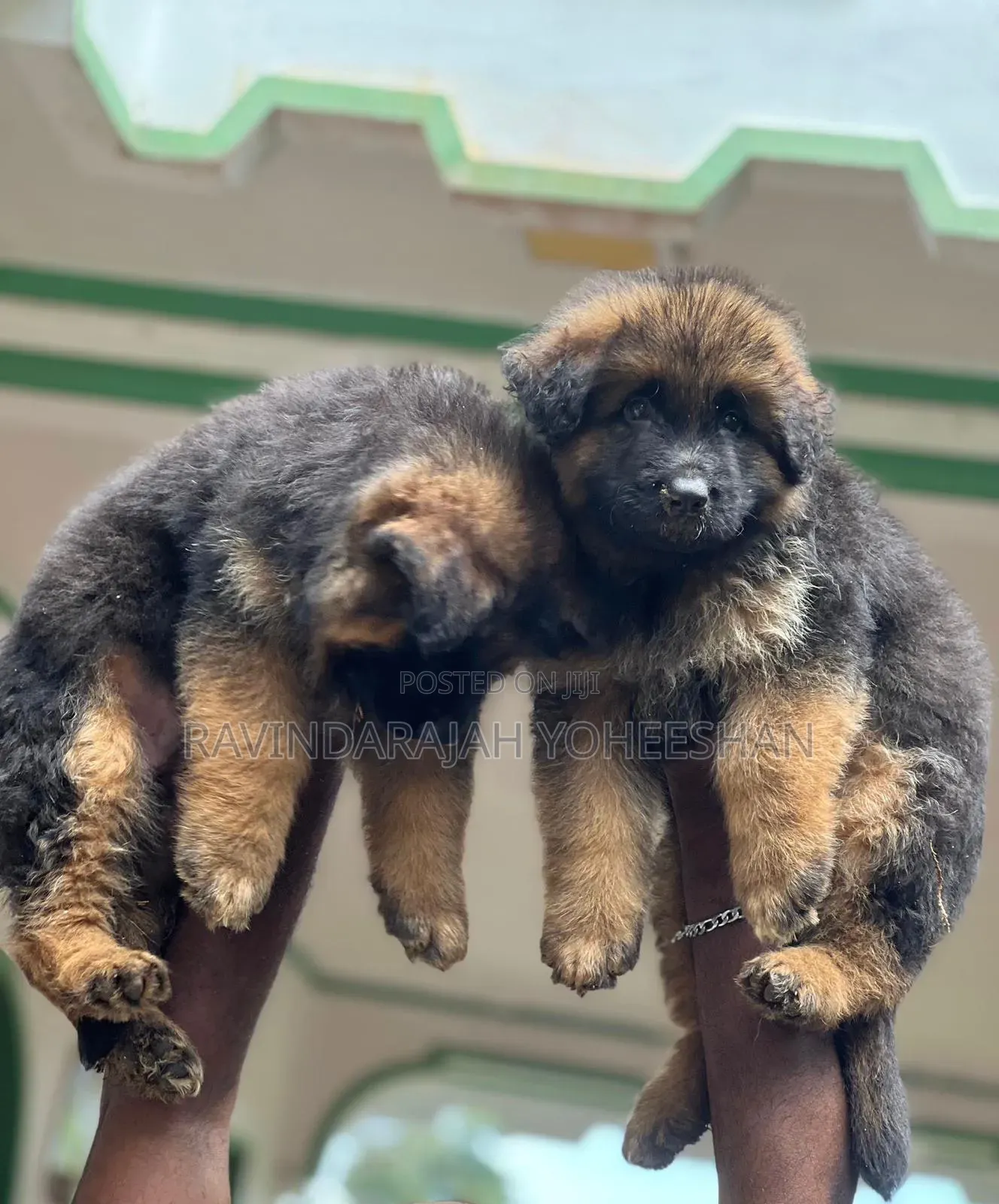 0-1 month Male Purebred German Shepherd