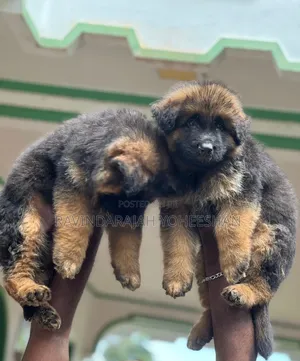 0-1 month Male Purebred German Shepherd