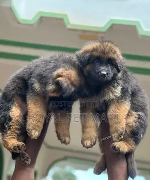 0-1 month Male Purebred German Shepherd