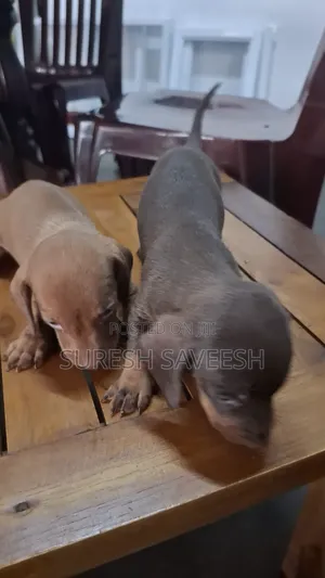 0-1 month Female Purebred Dachshund