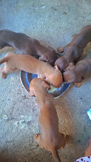 0-1 month Female Purebred Dachshund