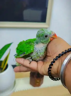 Green Baby Birds