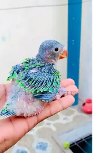 Green Baby Parrot
