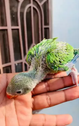 Green Baby Parrot