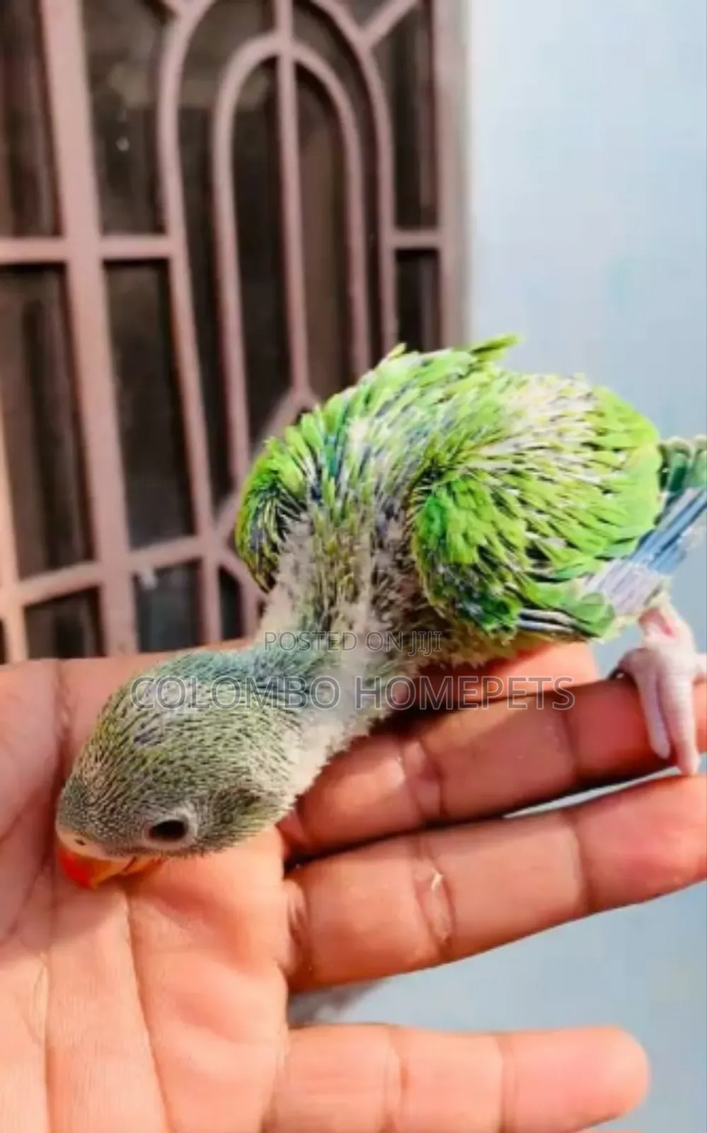 Green Baby Parrot