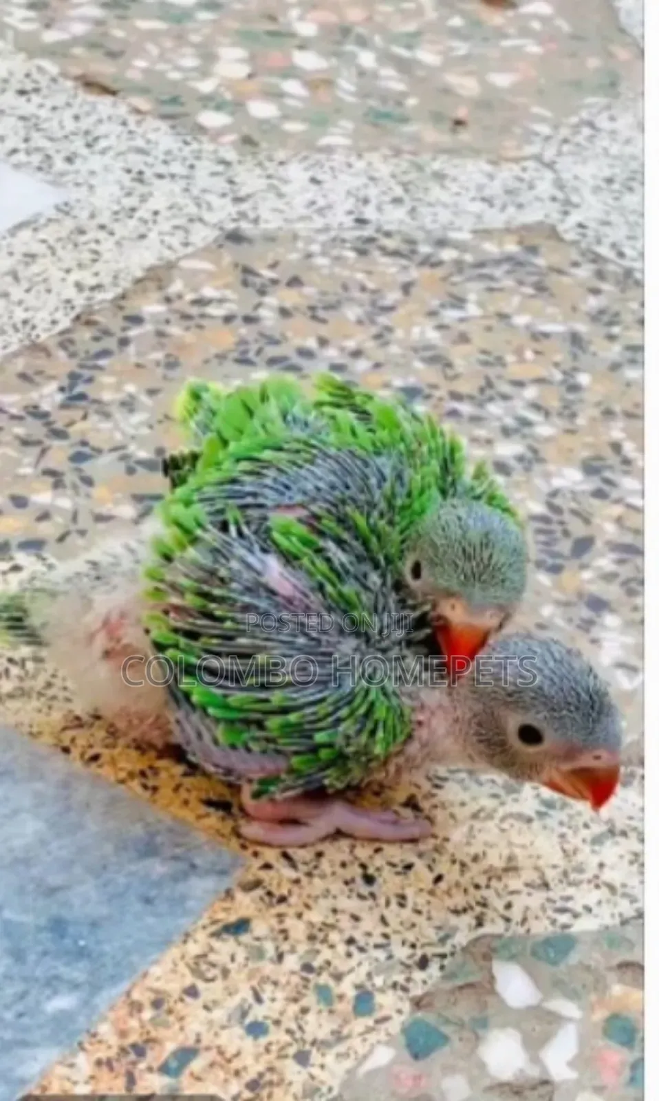 Green Baby Parrot