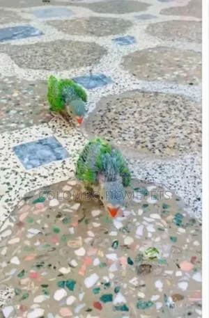 Green Baby Parrot