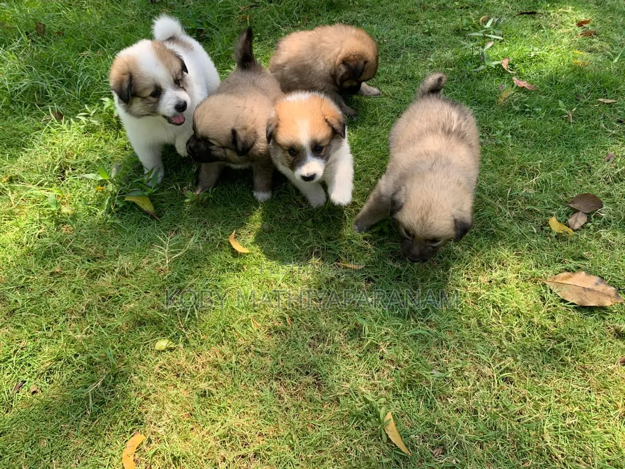 0-1 month Male Purebred Pomeranian