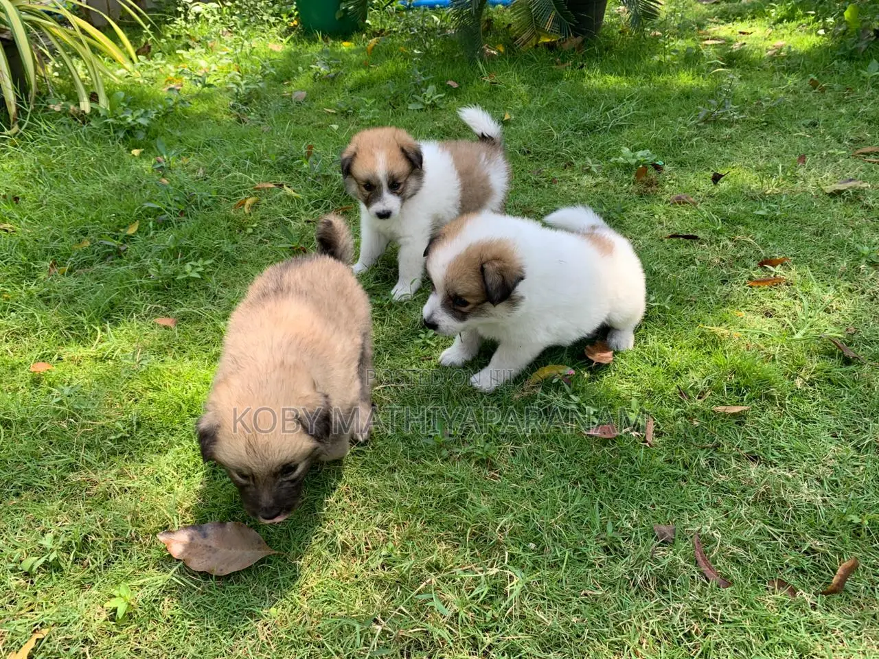 0-1 month Male Purebred Pomeranian