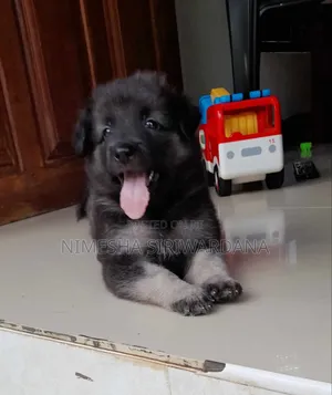 0-1 month Male Purebred German Shepherd