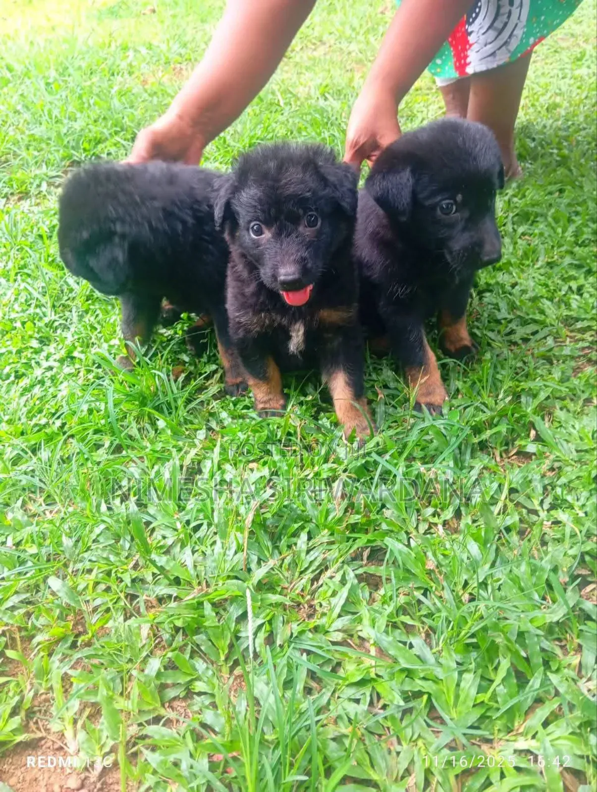 0-1 month Male Purebred German Shepherd