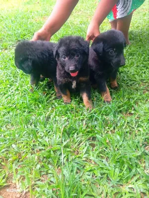 0-1 month Male Purebred German Shepherd