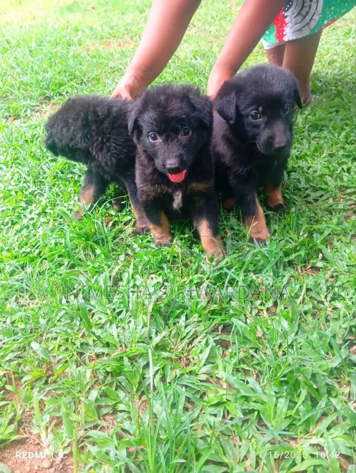 0-1 month Male Purebred German Shepherd