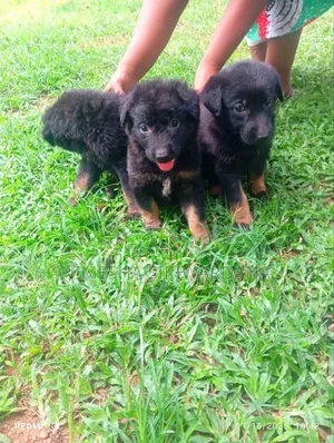 0-1 month Male Purebred German Shepherd