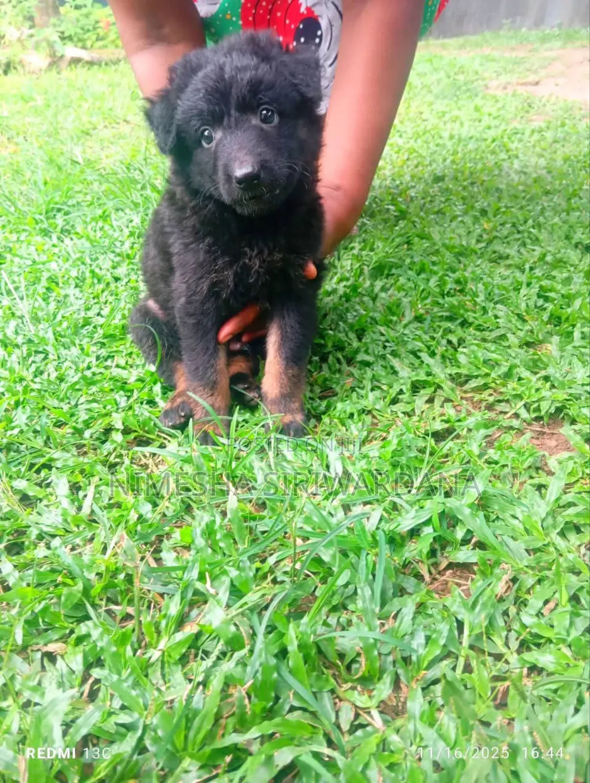 0-1 month Male Purebred German Shepherd