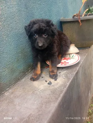 0-1 month Male Purebred German Shepherd