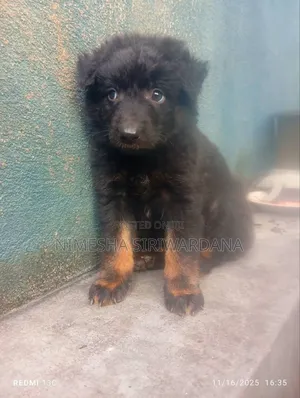 0-1 month Male Purebred German Shepherd