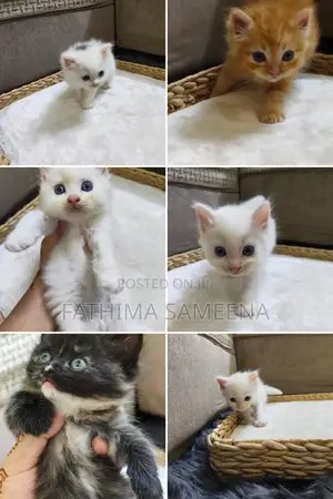 1-3 months Female Purebred Persian