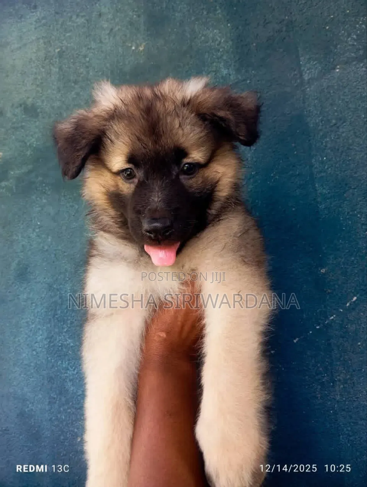 0-1 month Male Purebred German Shepherd