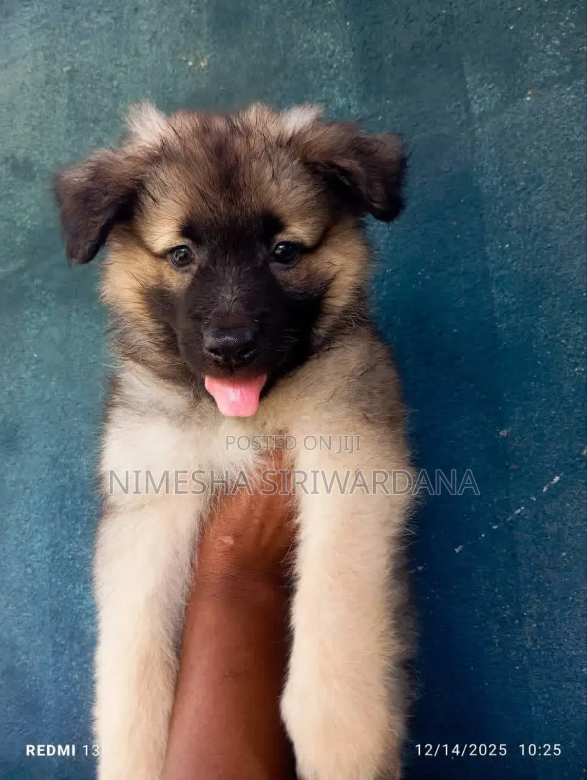0-1 month Male Purebred German Shepherd