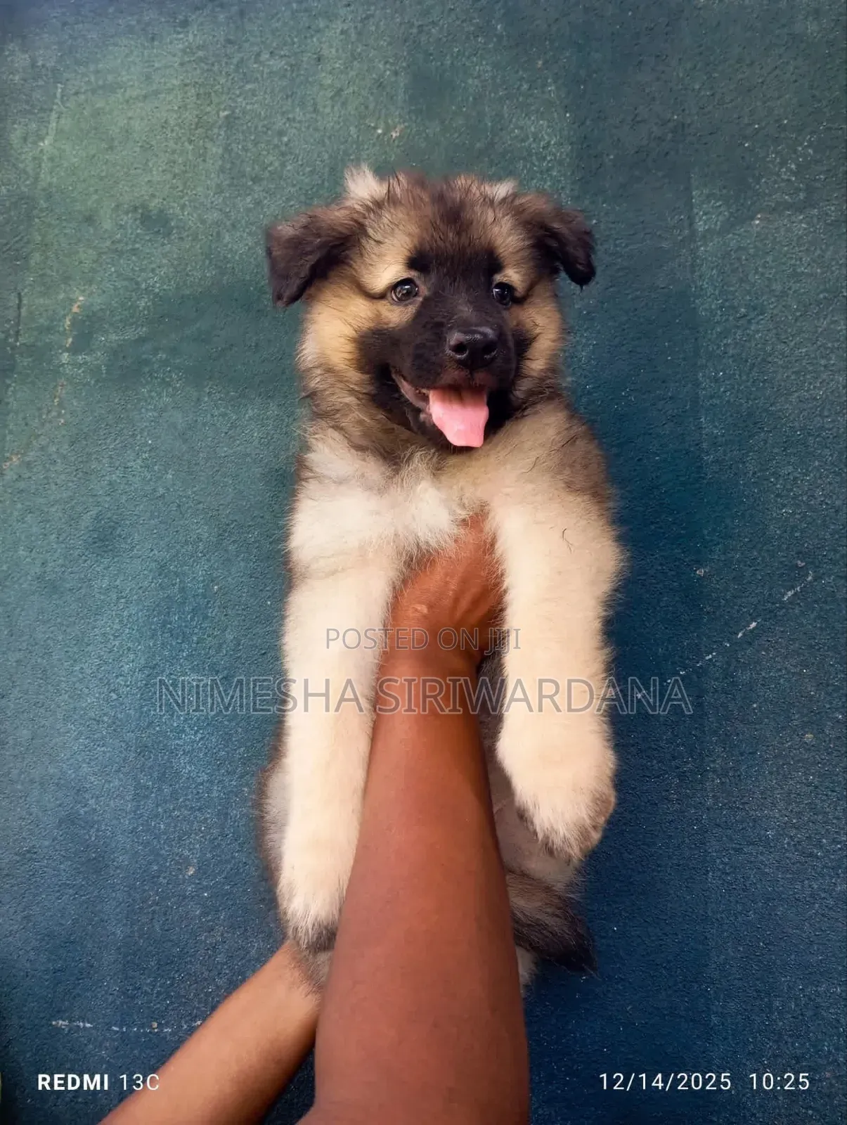 0-1 month Male Purebred German Shepherd