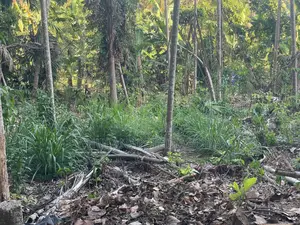 Land Suitable to Build a House