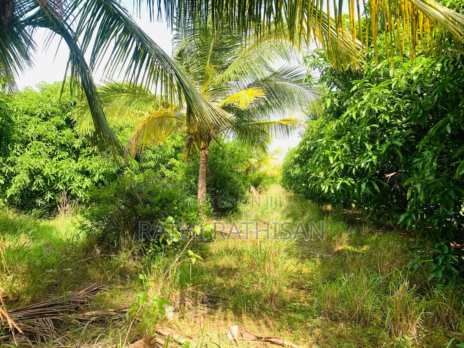 Vavuniya Nochimottai Land for Sale