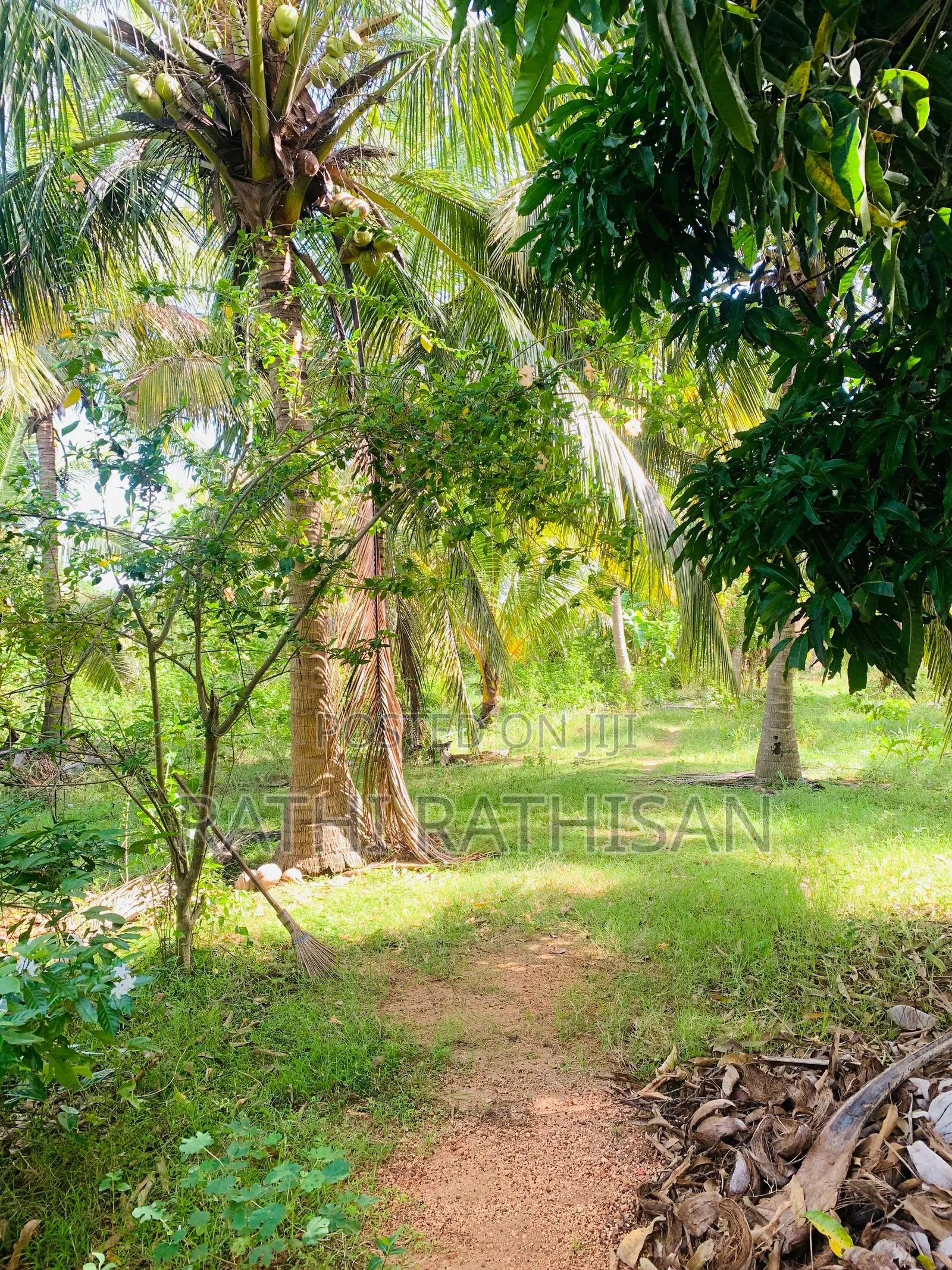Vavuniya Nochimottai Land for Sale