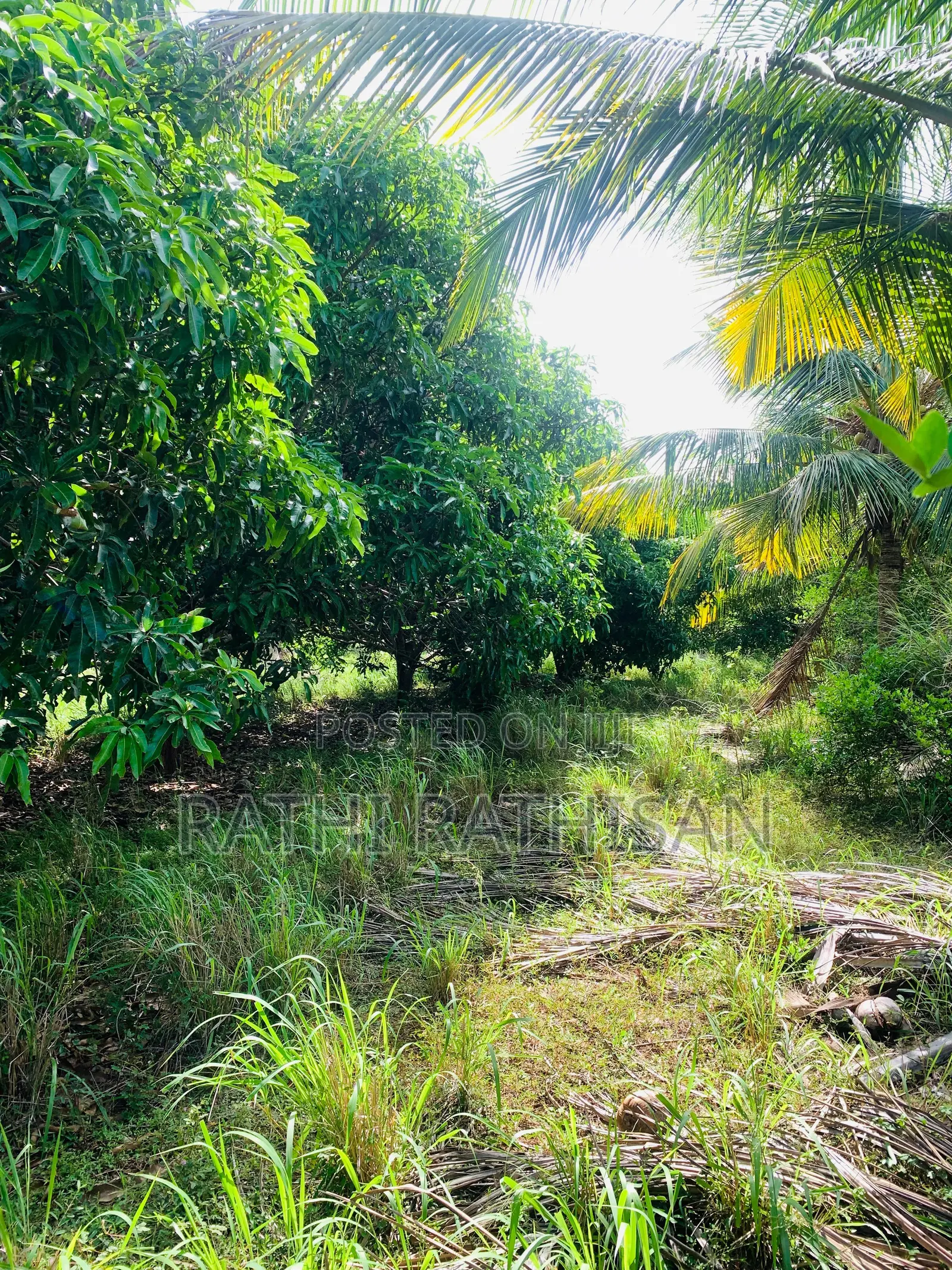 Vavuniya Nochimottai Land for Sale