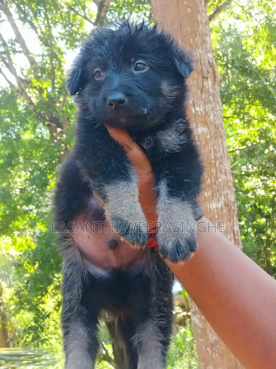 0-1 month Male Purebred German Pinscher