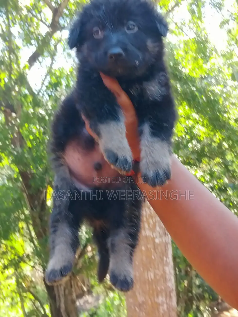 0-1 month Male Purebred German Pinscher