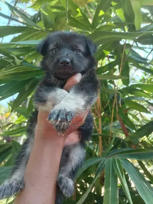 0-1 month Male Purebred German Pinscher