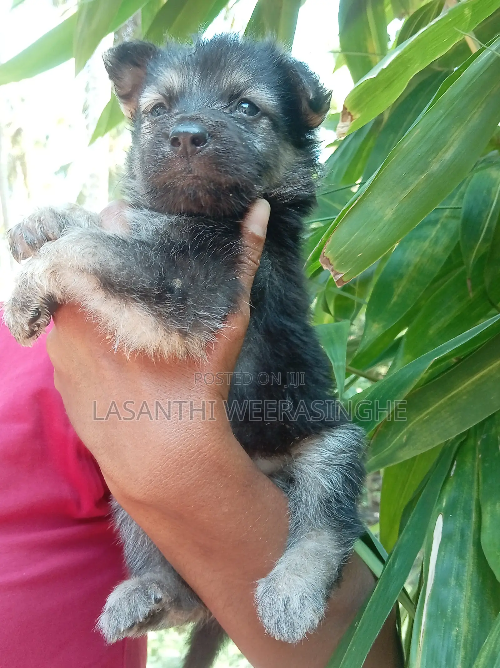 0-1 month Male Purebred German Pinscher