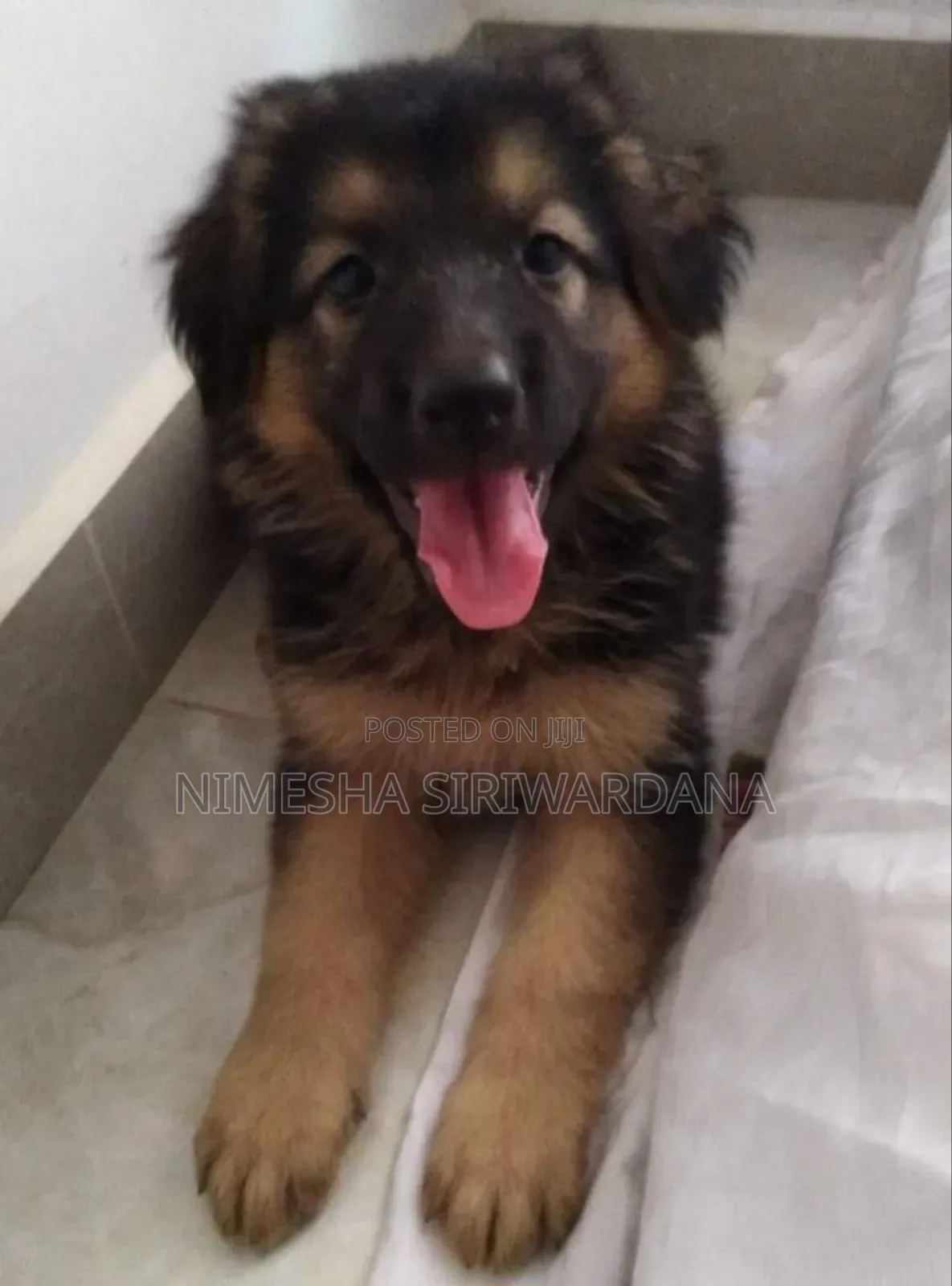 1-3 months Male Purebred German Shepherd