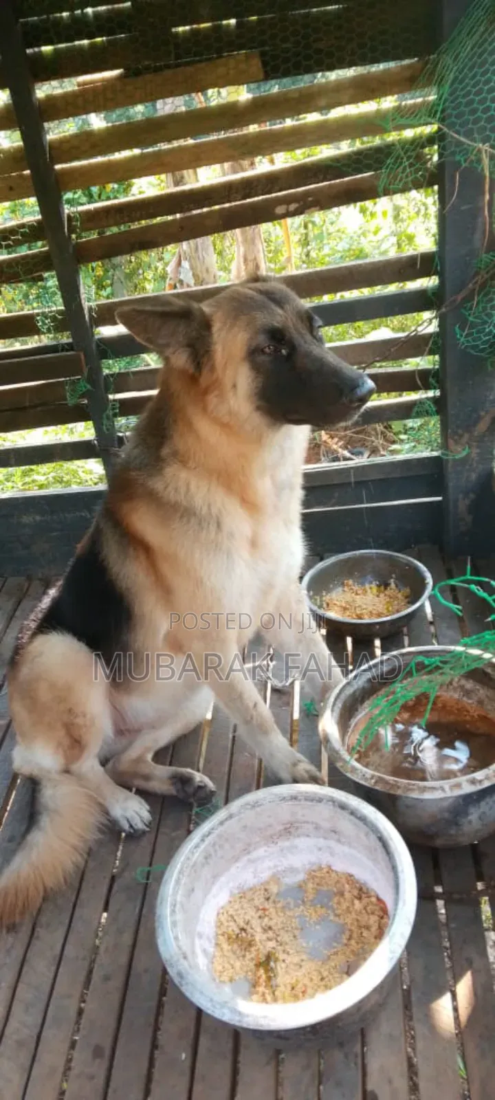 1+ year Female Purebred German Shepherd