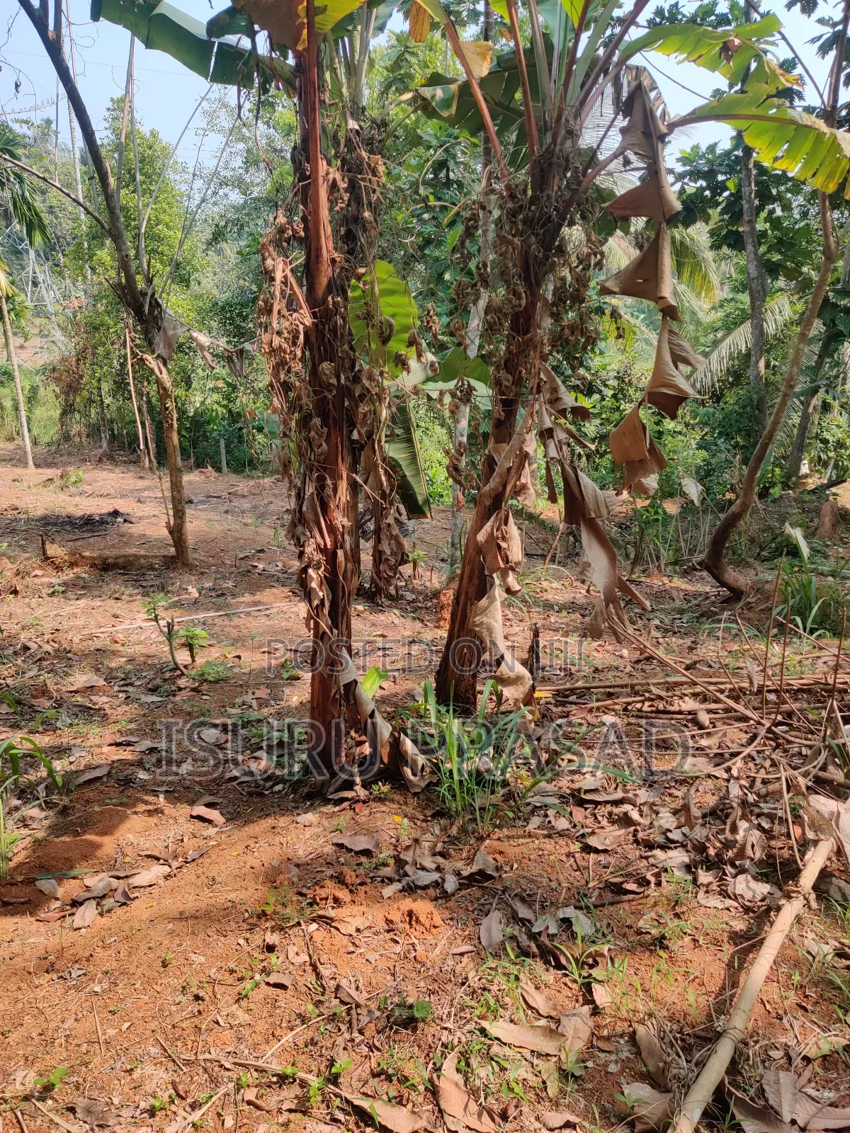 Land for Sale in Mawanalle