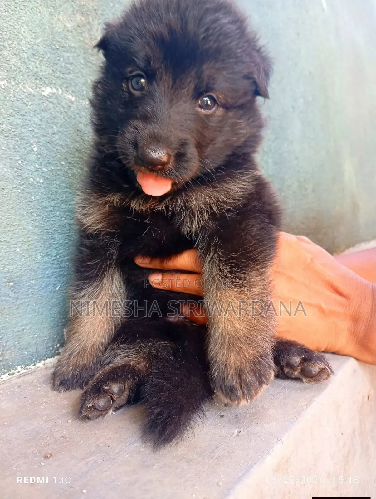 0-1 month Male Purebred German Shepherd