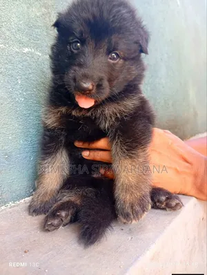 0-1 month Male Purebred German Shepherd