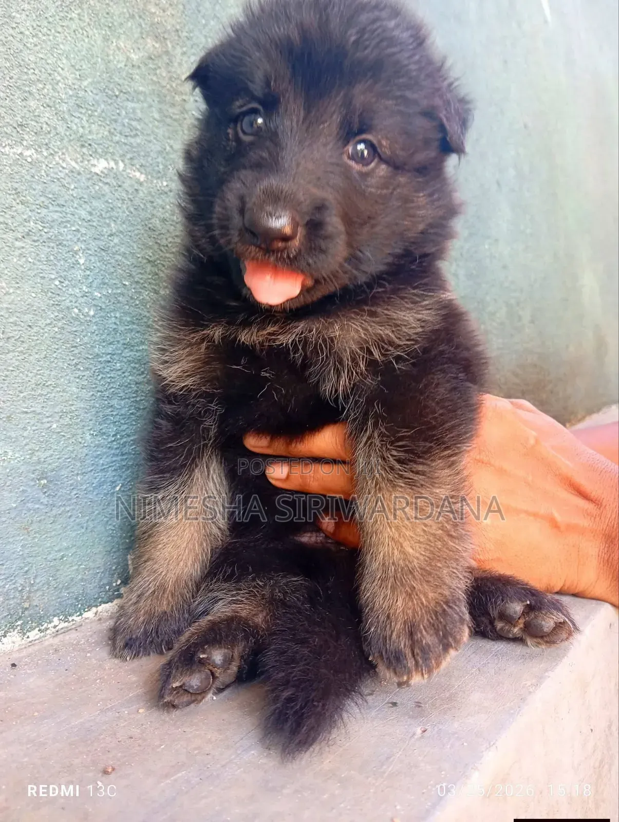 0-1 month Male Purebred German Shepherd