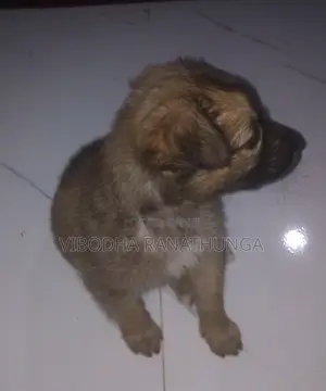 0-1 month Female Mixed Breed German Shepherd