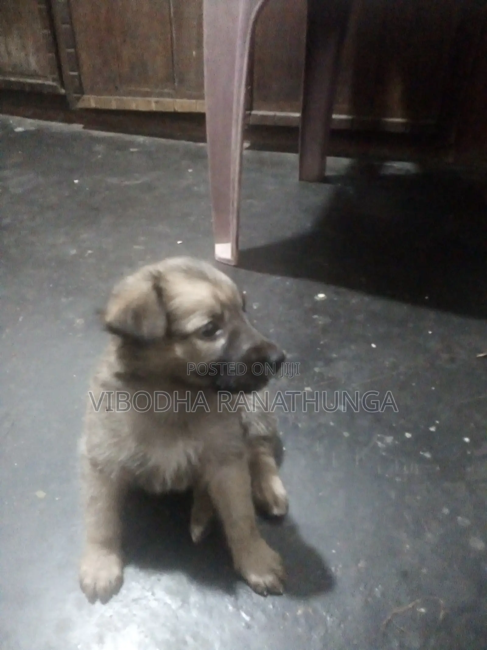 0-1 month Female Mixed Breed German Shepherd