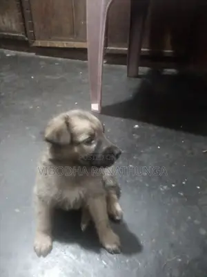0-1 month Female Mixed Breed German Shepherd