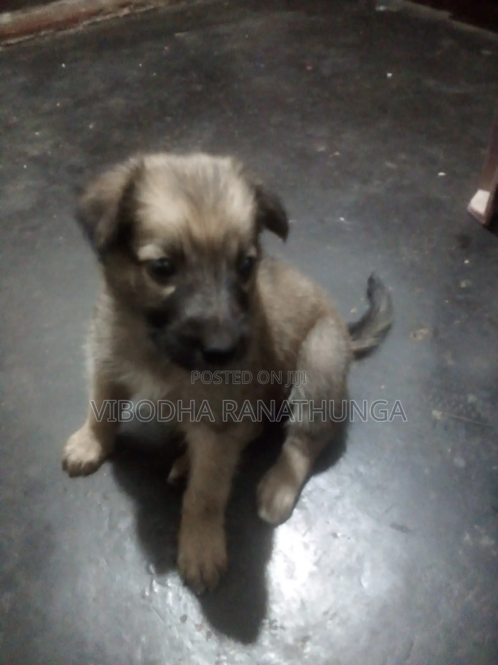 0-1 month Female Mixed Breed German Shepherd