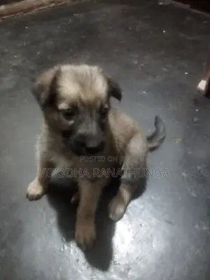 0-1 month Female Mixed Breed German Shepherd