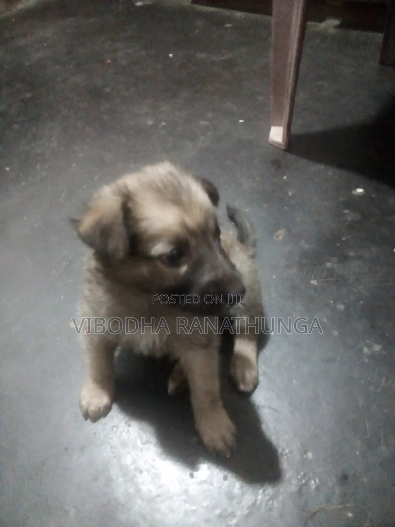 0-1 month Female Mixed Breed German Shepherd